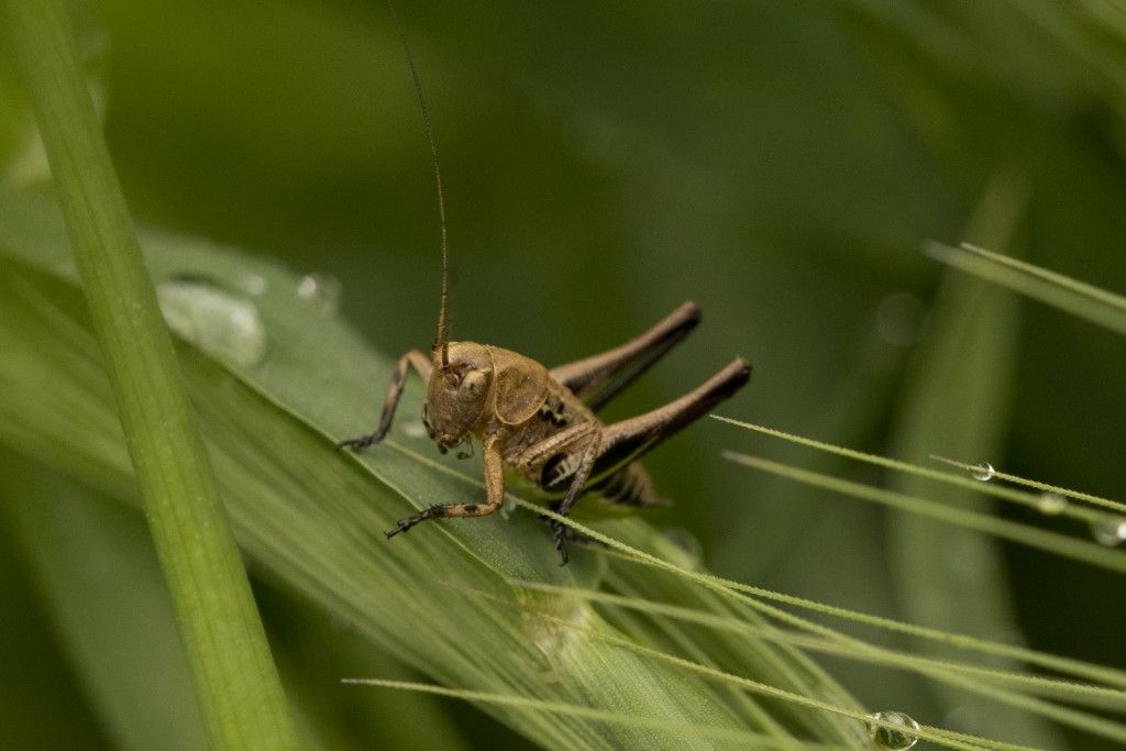 Neanide di Tettigoniidae da identificare.