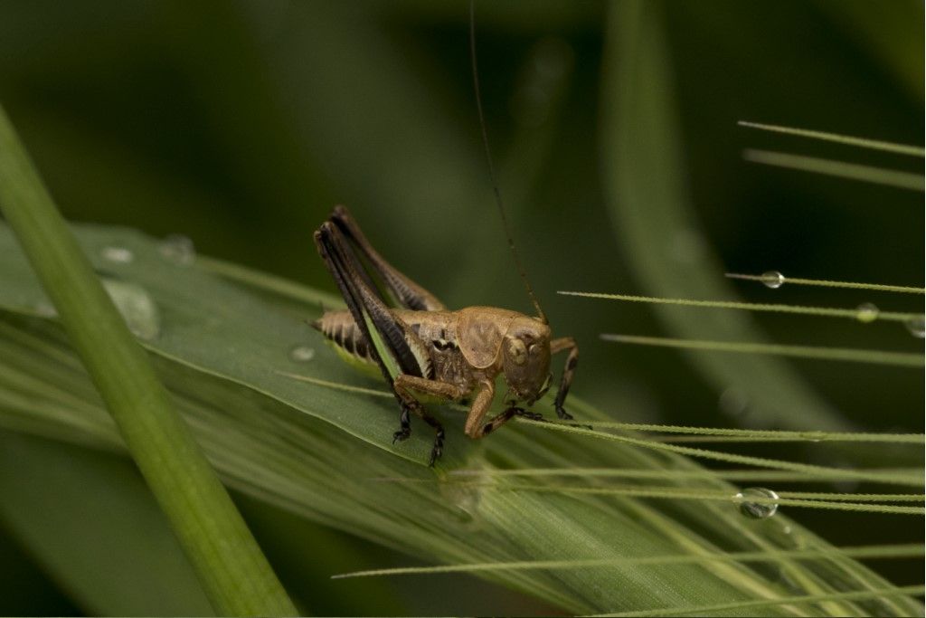 Neanide di Tettigoniidae da identificare.