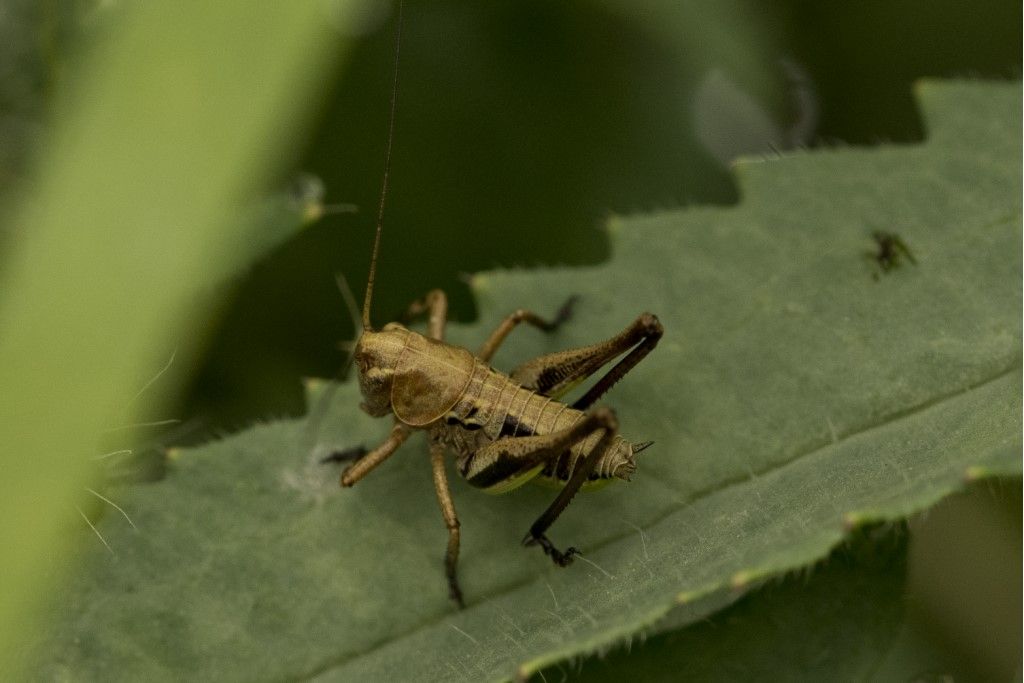 Neanide di Tettigoniidae da identificare.