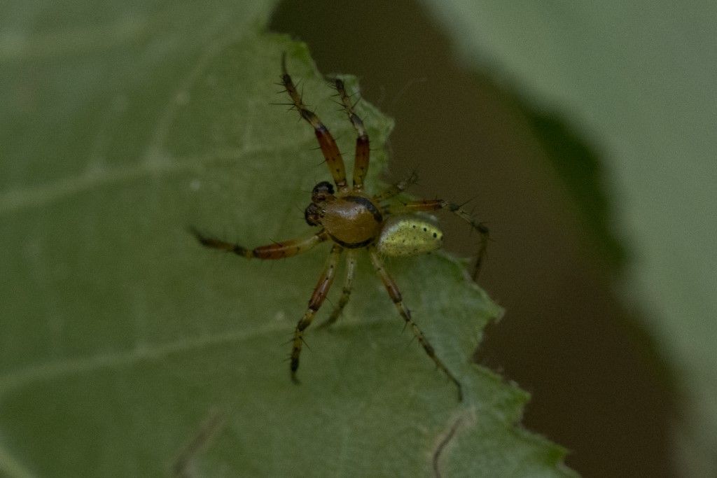 Piccolo ragno:  Araniella sp., maschio