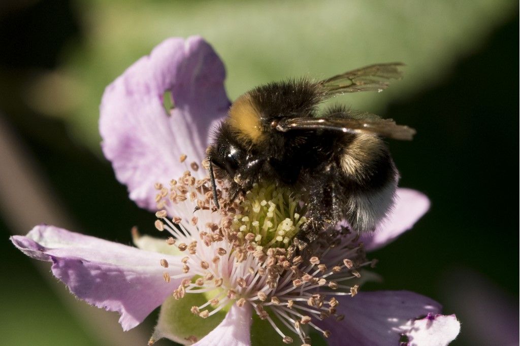 Apidae: Bombus terrestris?  gr. terrestris...