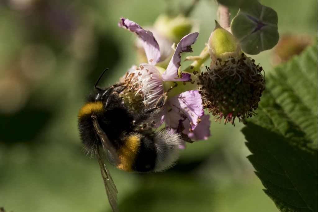 Apidae: Bombus terrestris?  gr. terrestris...