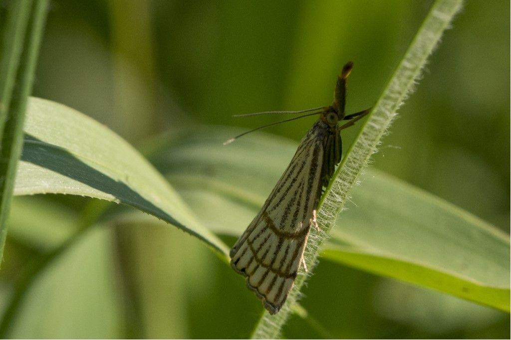 Chrysocrambus linetella ? S