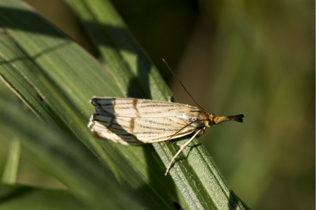 Chrysocrambus linetella ? S