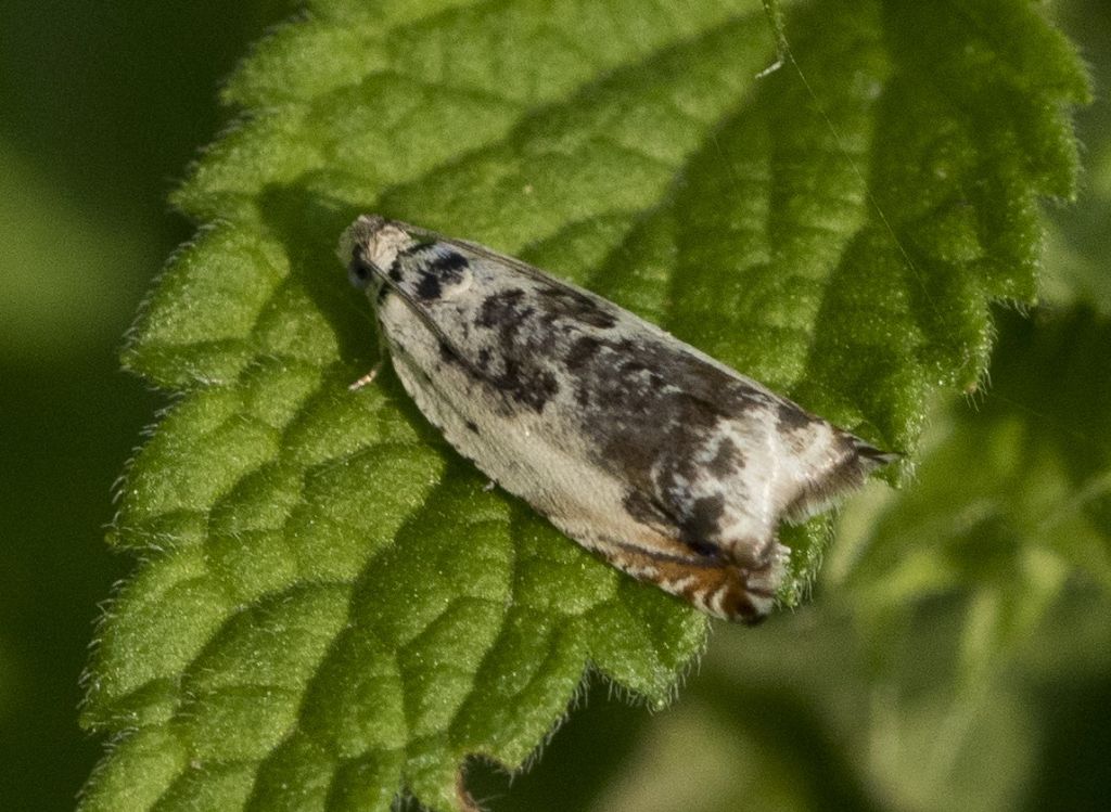 Ancylis laetana (Tortricidae)