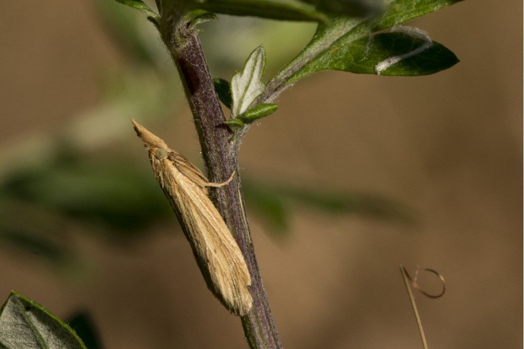 Crambidae: Ematheudes punctella