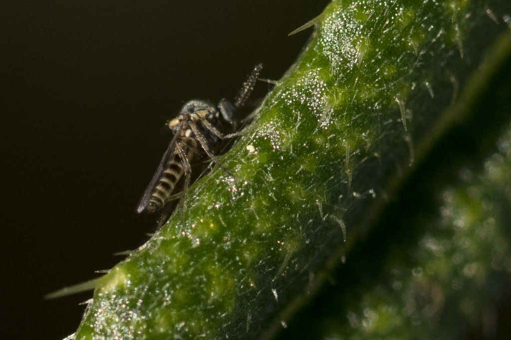 Diptera ? da identificare: maschio Ceratopogonidae