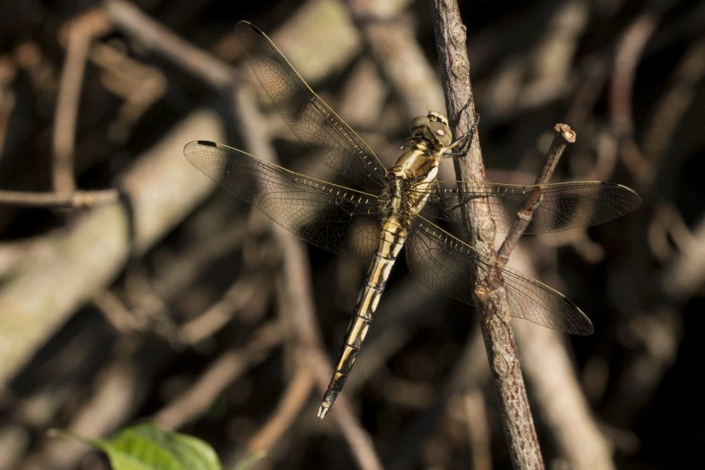 Orthetrum albistylum? s!