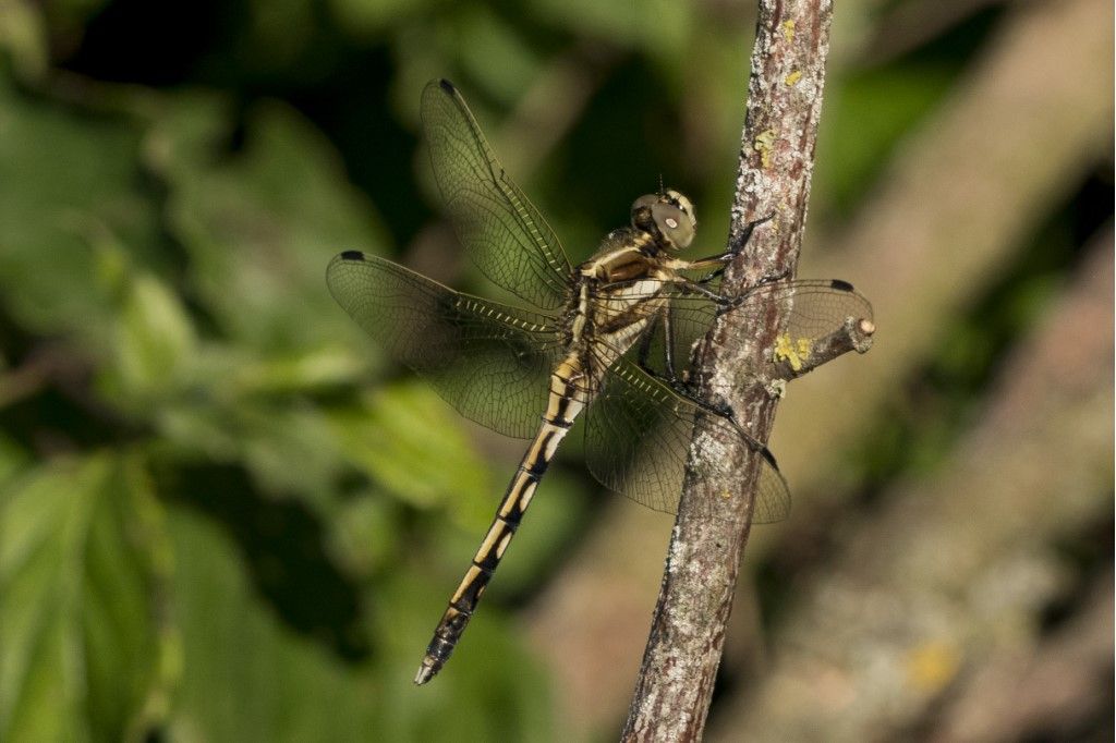 Orthetrum albistylum? s!