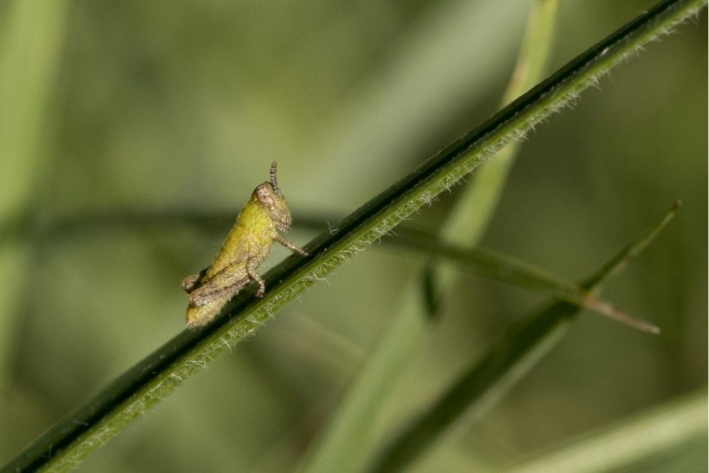 ninfa do orthoptera da determinare