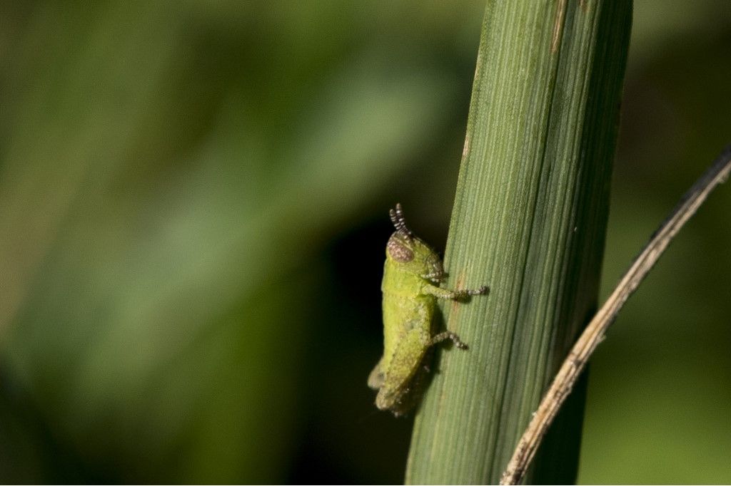 ninfa do orthoptera da determinare