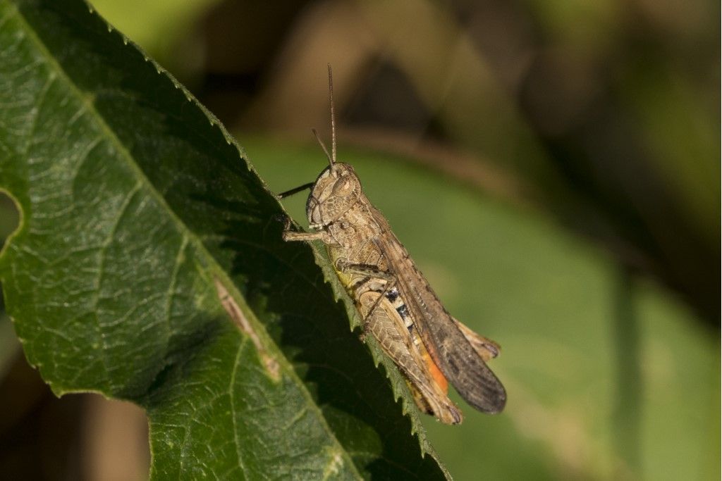 Omocestus rufipes, femmina