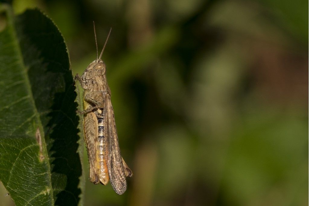 Omocestus rufipes, femmina