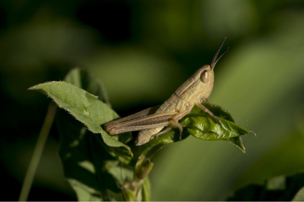 Ninfa da identificare