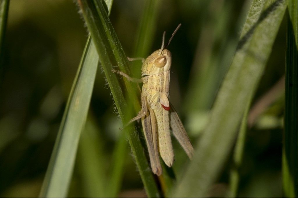 Ninfa da identificare