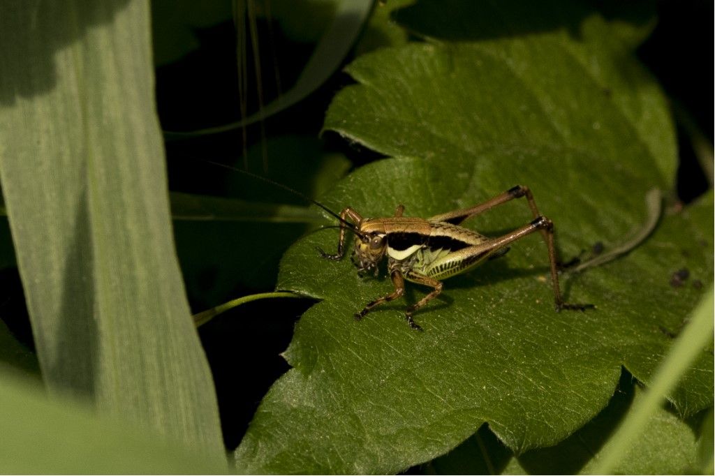 Eupholidoptera chabrieri?... Eupholidoptera sp.