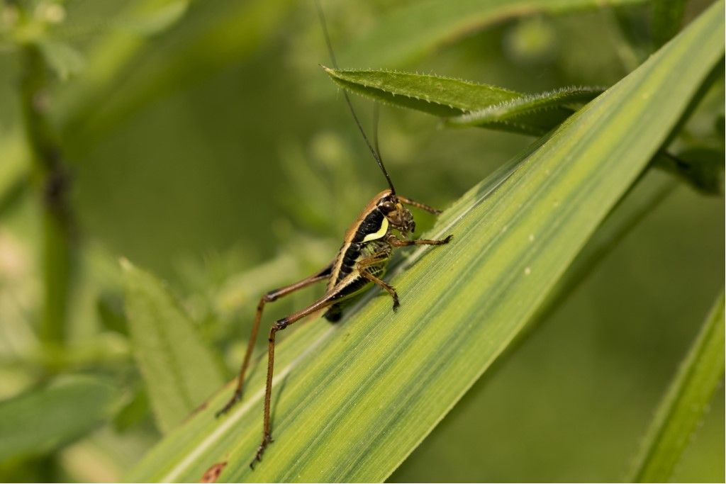 Eupholidoptera chabrieri?... Eupholidoptera sp.