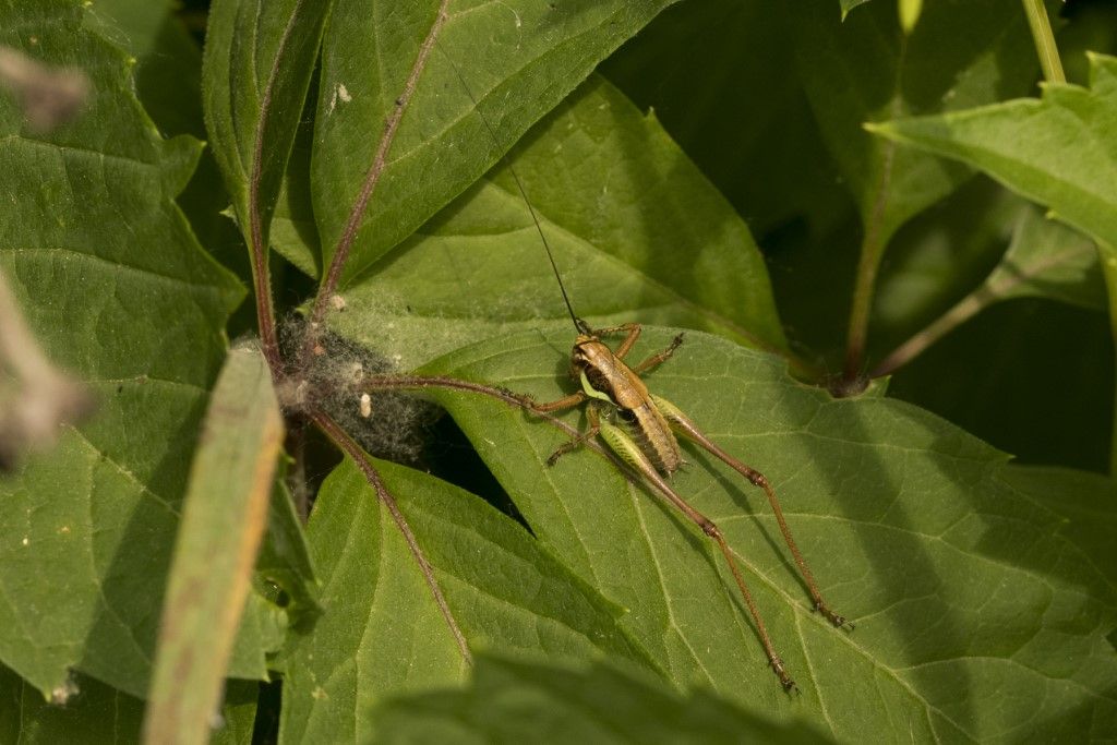 Eupholidoptera chabrieri?... Eupholidoptera sp.