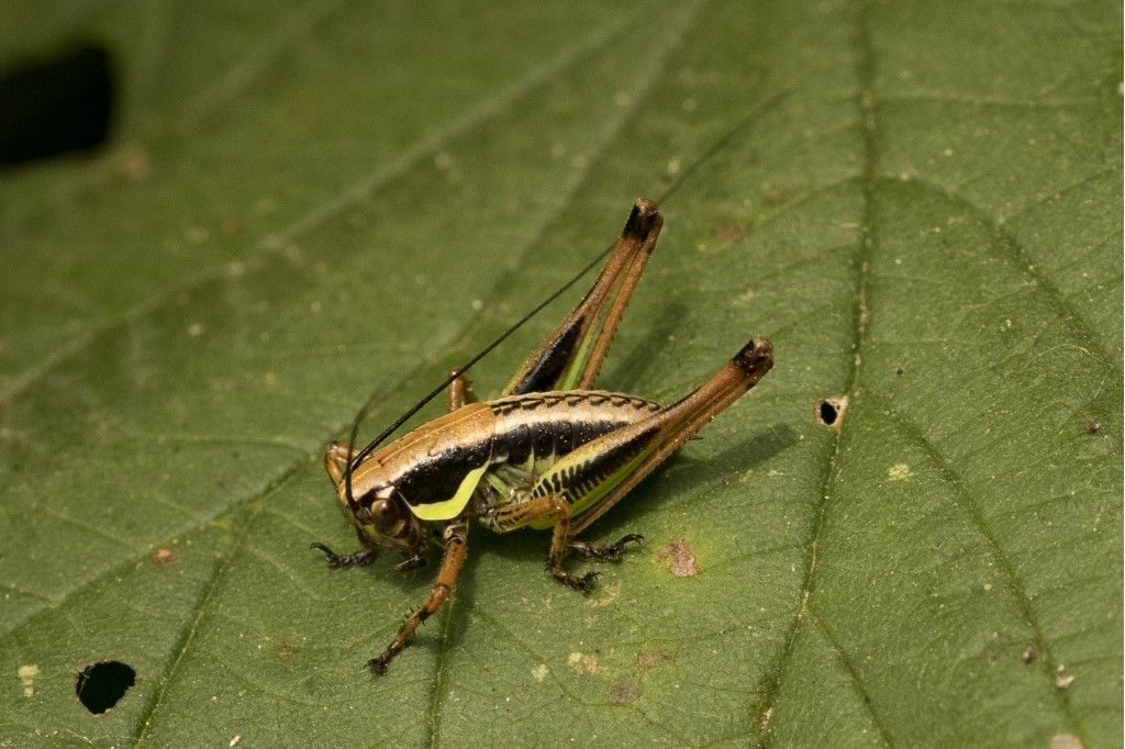 Eupholidoptera chabrieri?... Eupholidoptera sp.