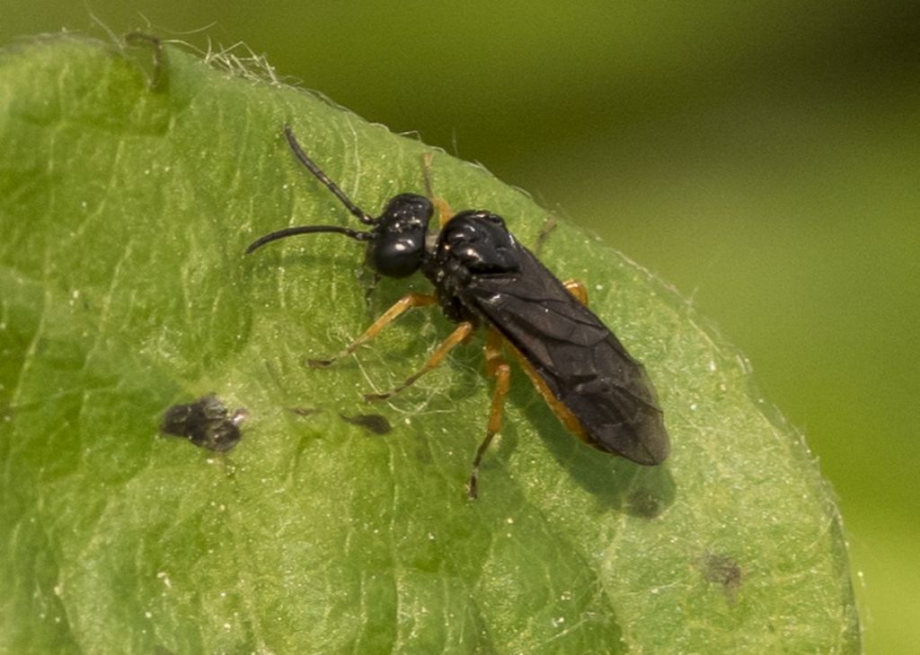 Tenthredinidae da determinare
