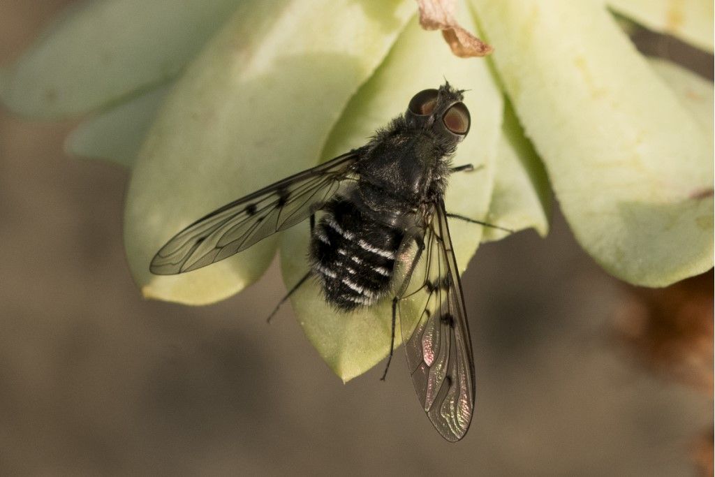 Bombyliidae: Anthrax sp.