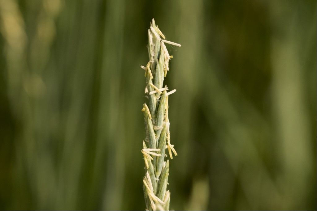 Poaceae da determinare: Elymus repens