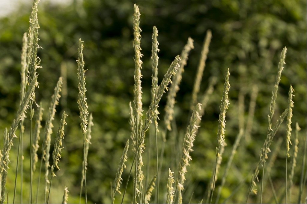 Poaceae da determinare: Elymus repens