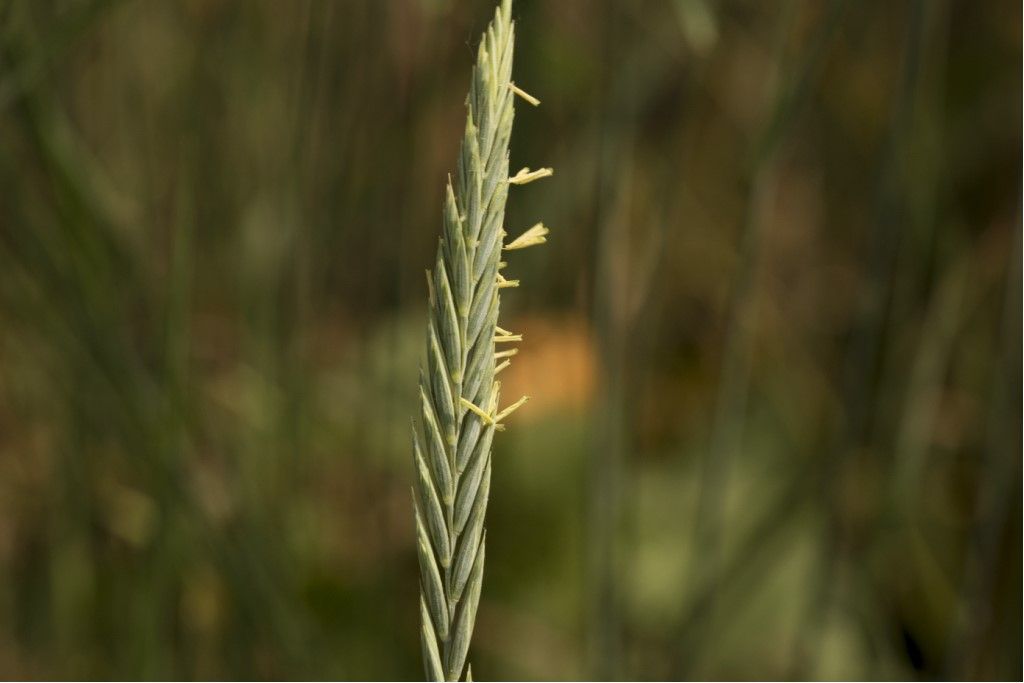Poaceae da determinare: Elymus repens