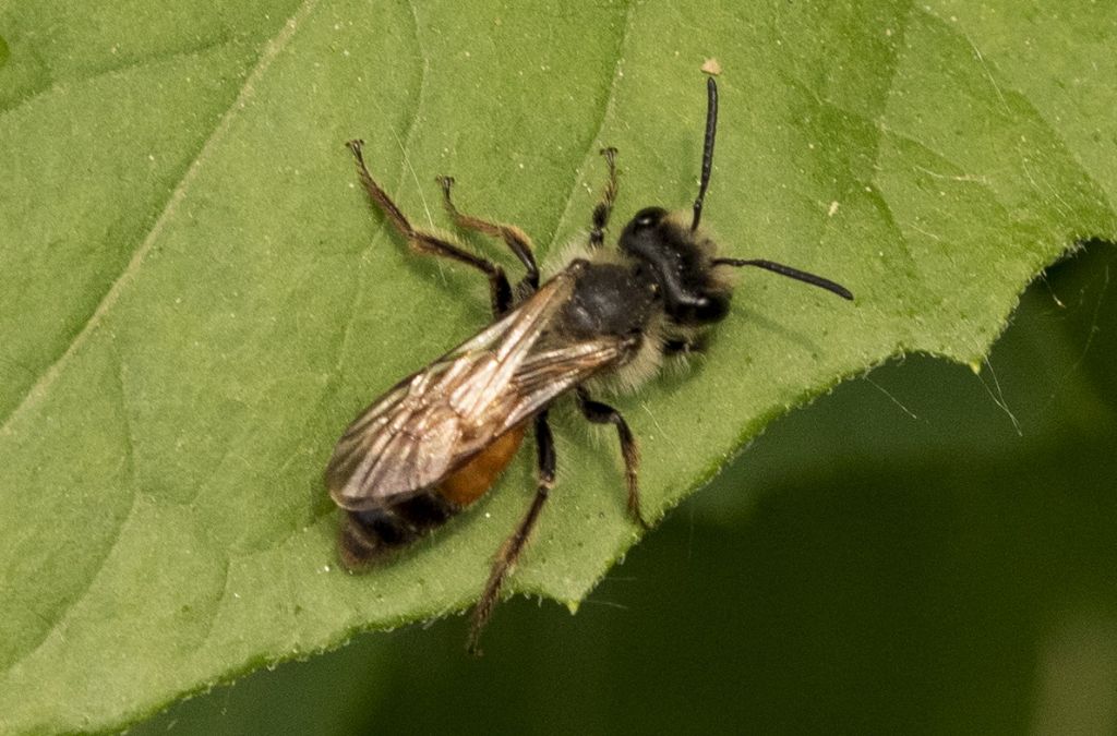 Apidae Andreninae: Andrena sp.