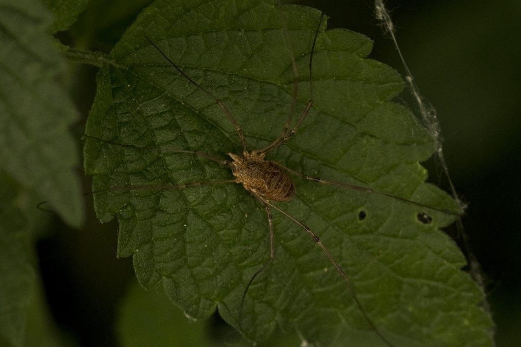 Phalangium opilio - Phalangiidae