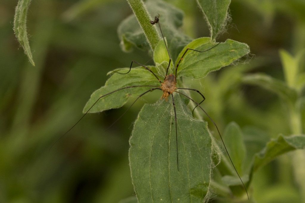 Phalangium opilio - Phalangiidae