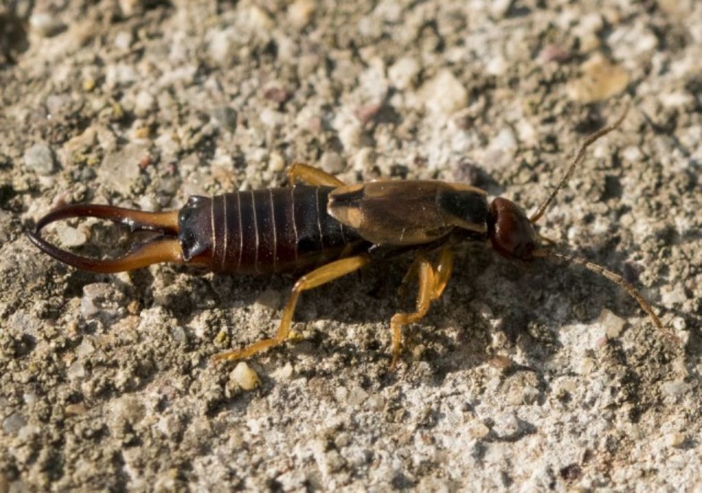 Forficula auricularia?