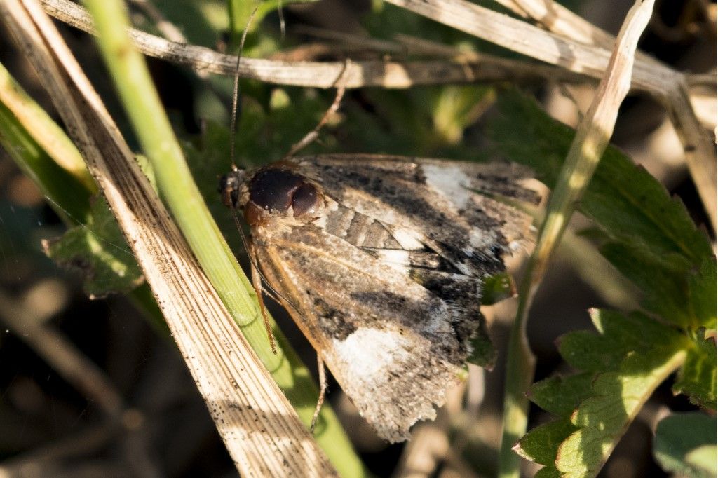 Tyta luctuosa (Noctuidae)