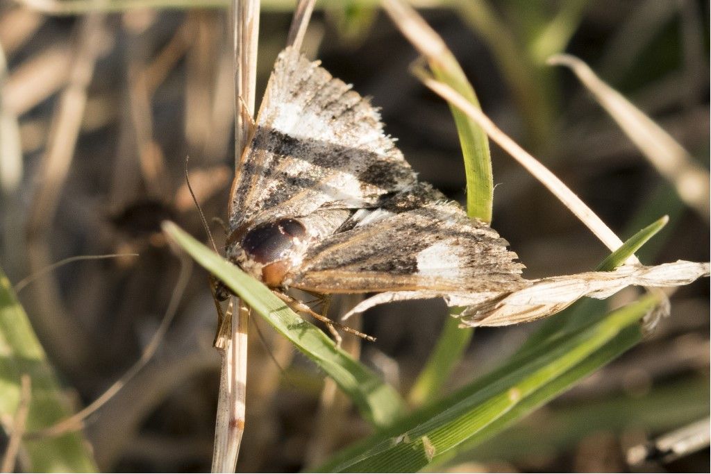 Tyta luctuosa (Noctuidae)