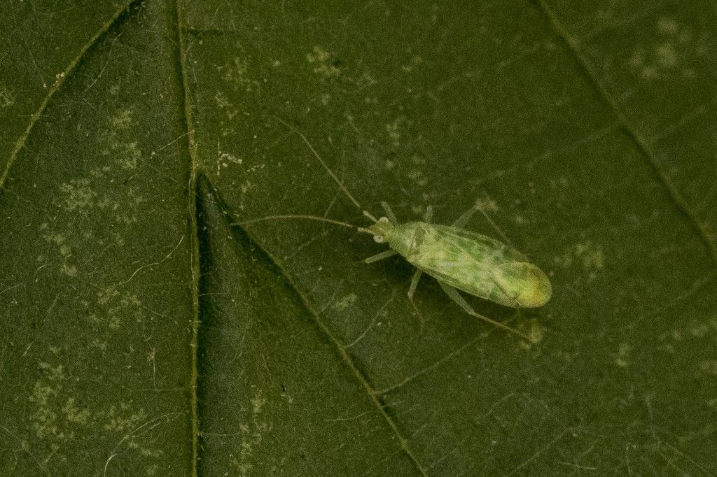 Miridae: Malacocoris chlorizans