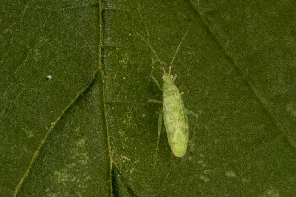 Miridae: Malacocoris chlorizans