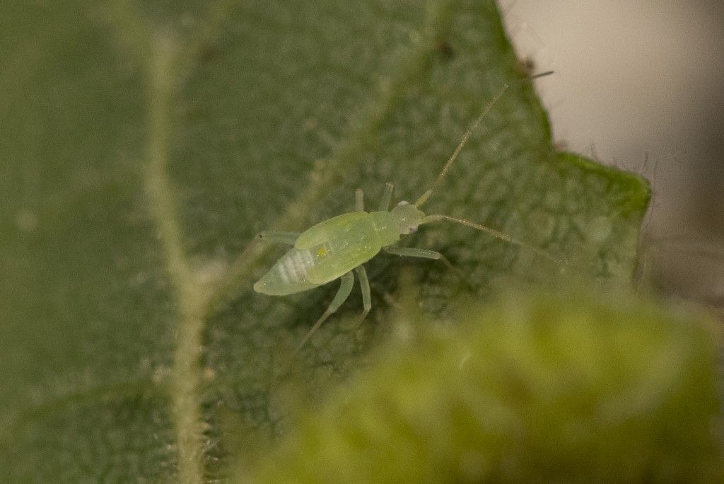 Miridae: Malacocoris chlorizans