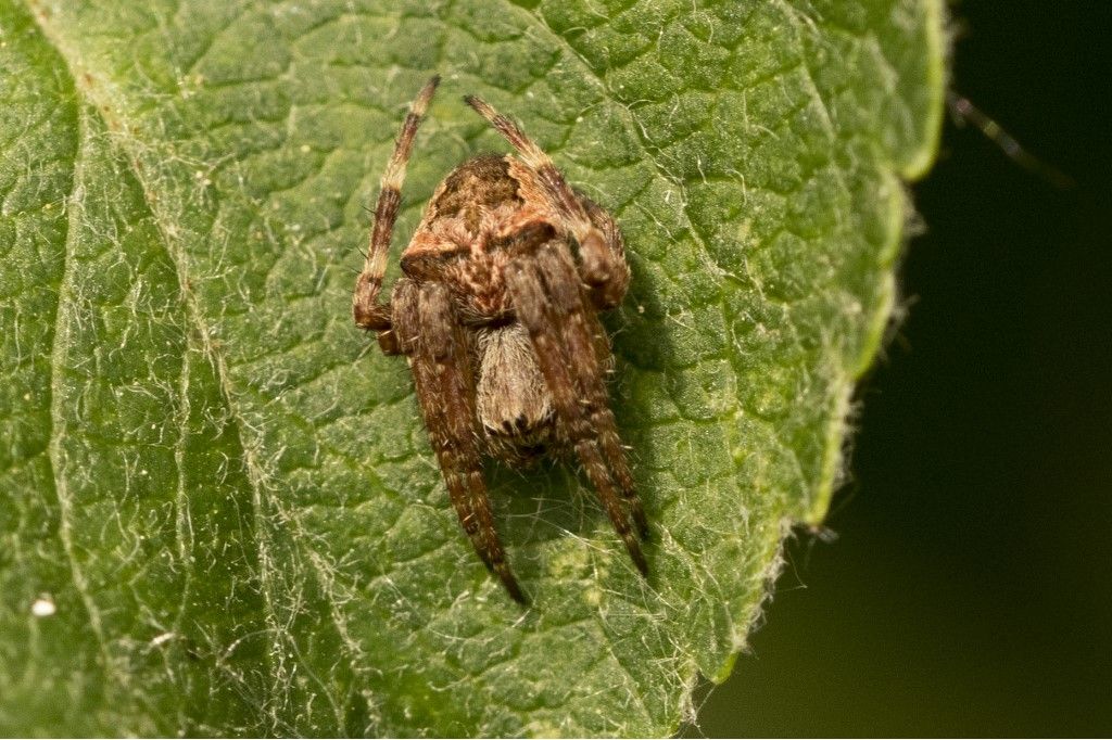 Araneus angulatus, giovane