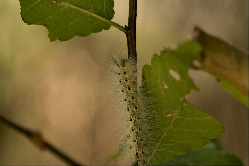 Bruco di Hyphantria cunea ? S