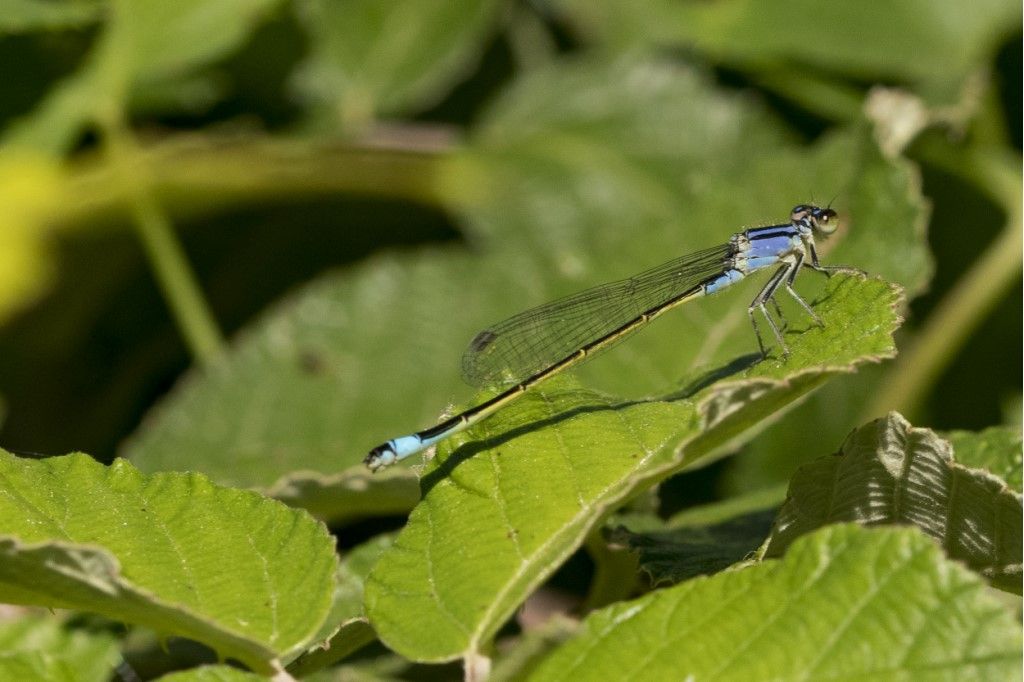 Ischnura elegans, femmina