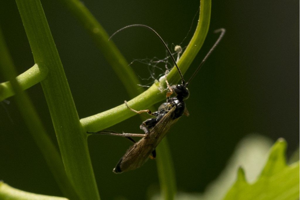 Aiuto per identificazione