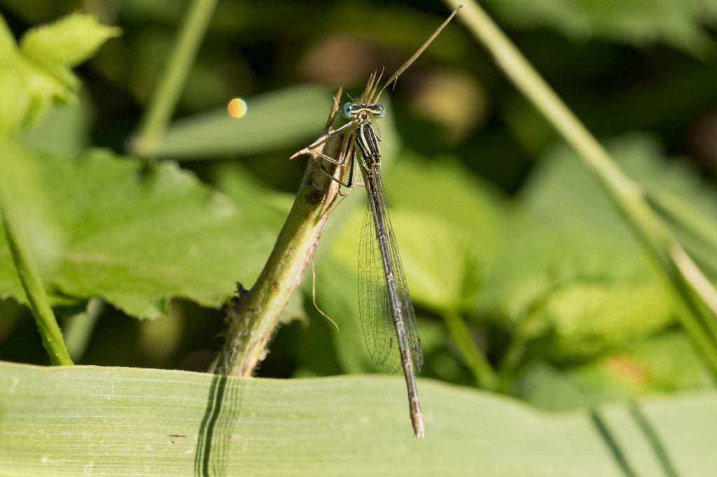 Ischnura elegans o Platycnemis pennipes ? Platycnemis pennipes