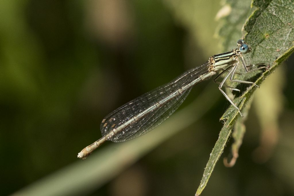 Ischnura elegans o Platycnemis pennipes ? Platycnemis pennipes