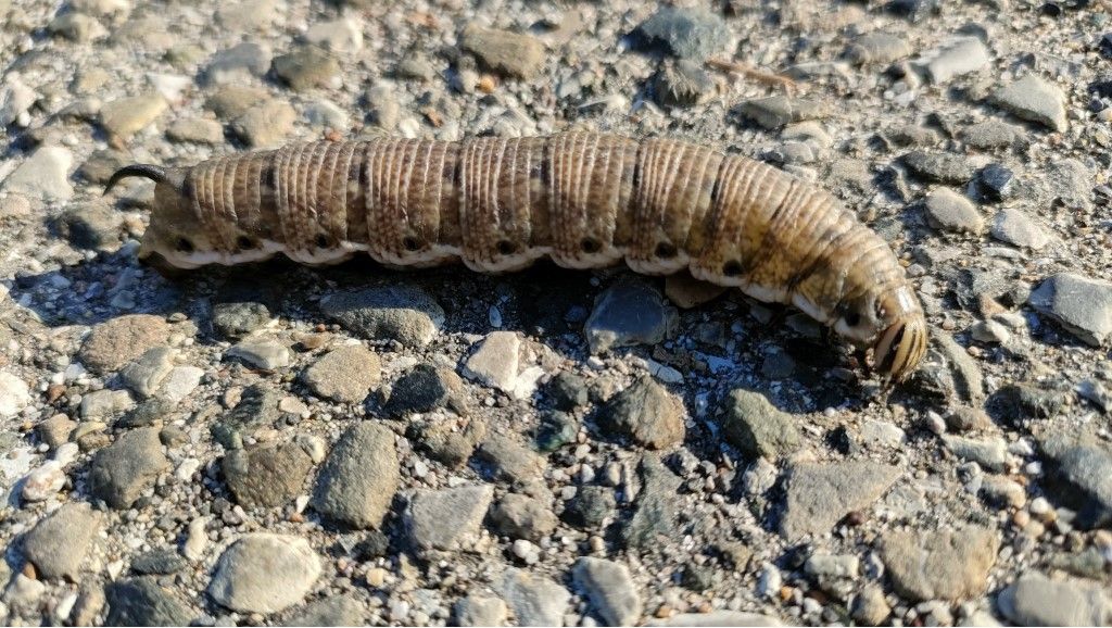 Bruco di... Agrius convolvuli (Sphingidae)