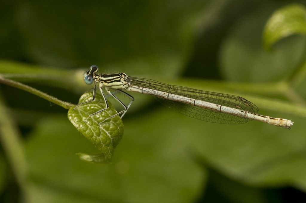 Platycnemis pennipes?  S, femmina