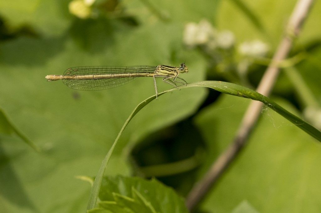 Platycnemis pennipes?  S, femmina