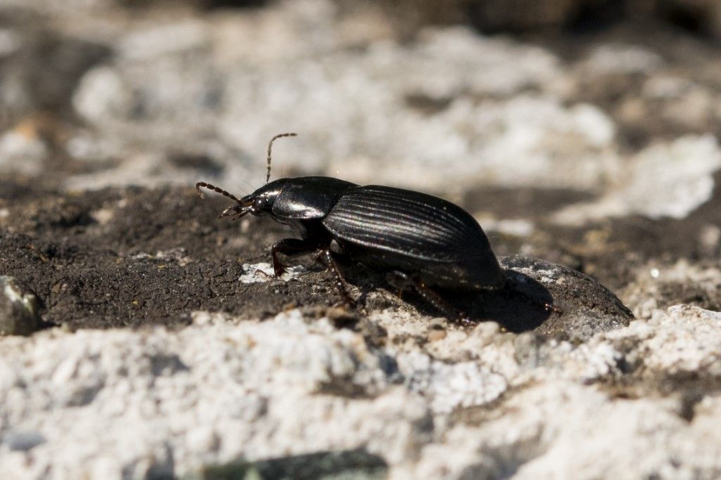 Carabidae: Harpalus prob. serripes