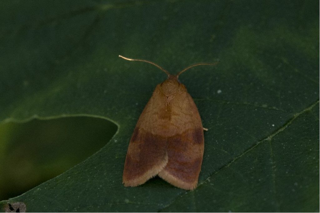 Tortricidae: Cacoecimorpha pronubana ?  S, maschio