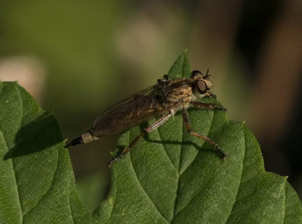 Asilidae sp.