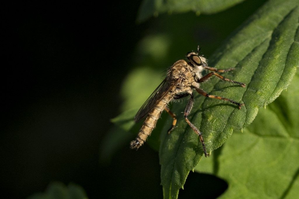 Asilidae sp.